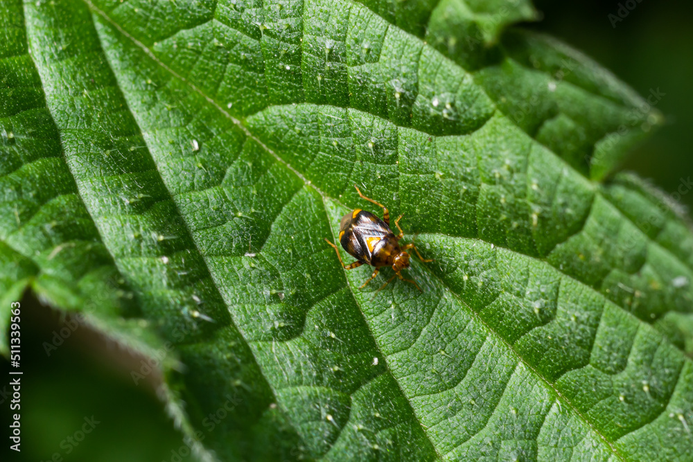 A macro shot of a plant bug, Deraeocoris ruber, seen in June A macro shot of a plant bug, Deraeocoris ruber, seen in June