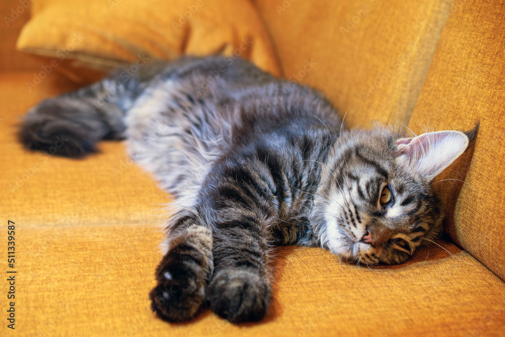 Maine coon kitten sleeping on the sofa looking at camera Maine coon kitten sleeping on the sofa looking at camera