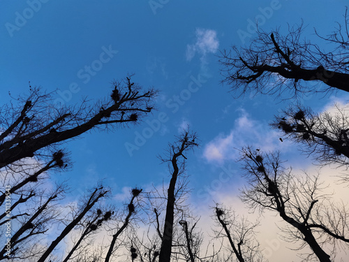 Naked branches of a tree against blue sky close up