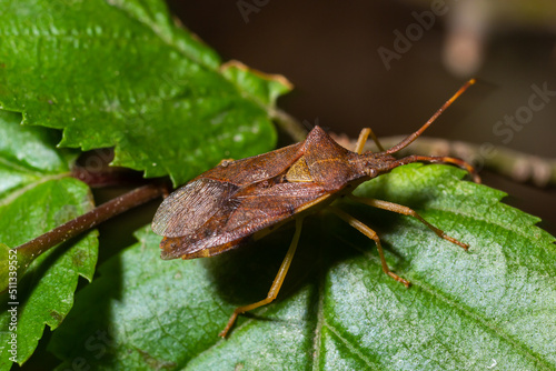 Squash bug Coreus marginatus. Dock bug Coreus marginatus on a green leaf of grass photo