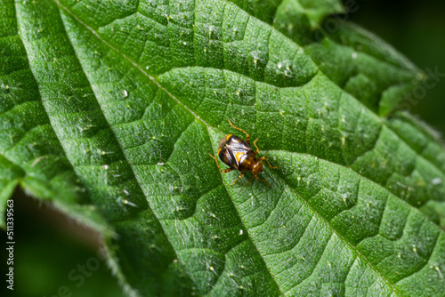 A macro shot of a plant bug, Deraeocoris ruber, seen in June © Oleh Marchak