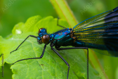 Banded demoiselle, Calopteryx splendens, sitting on a blade of grass. Beautiful blue demoiselle in its habitat. Insect portrait with soft green background. Wildlife scene from nature