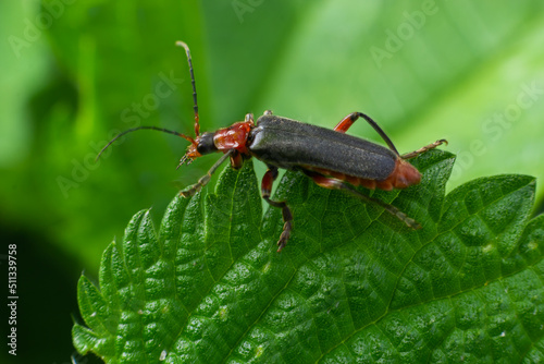 Beetle cantharis fusca sits on a leaf of grass in early summer