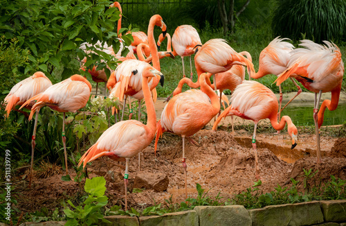 American Flamingo in a breeding flock at a zoo in Birmingham Alabama.