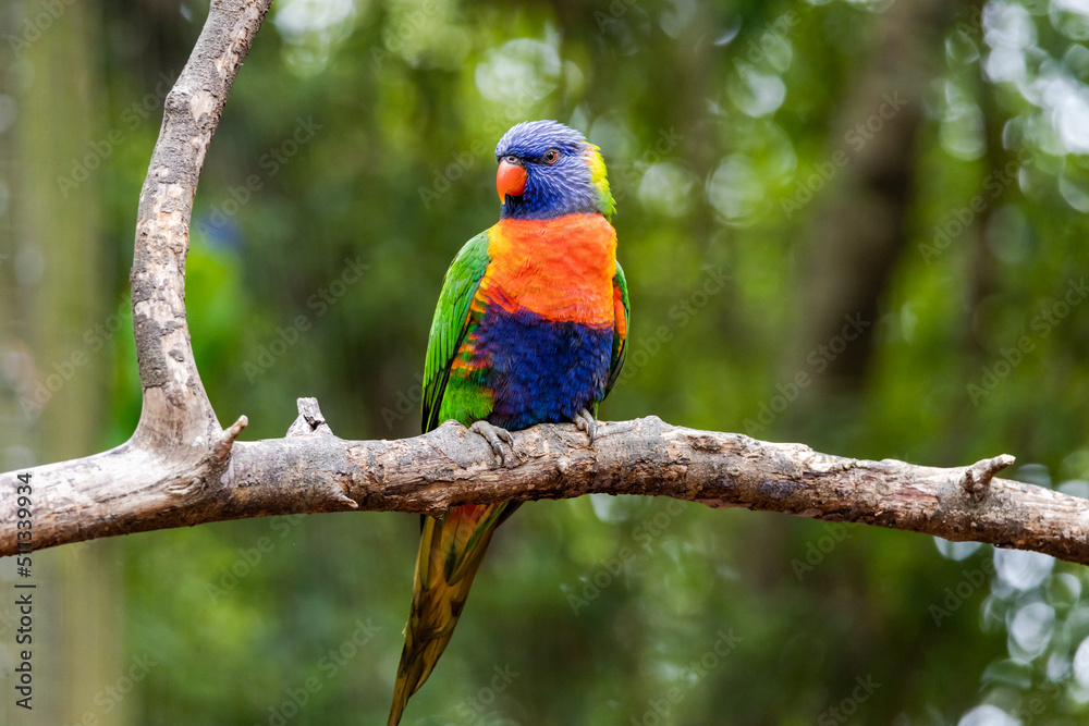 Rainbow Lorikeet on a perch in a zoo setting.
