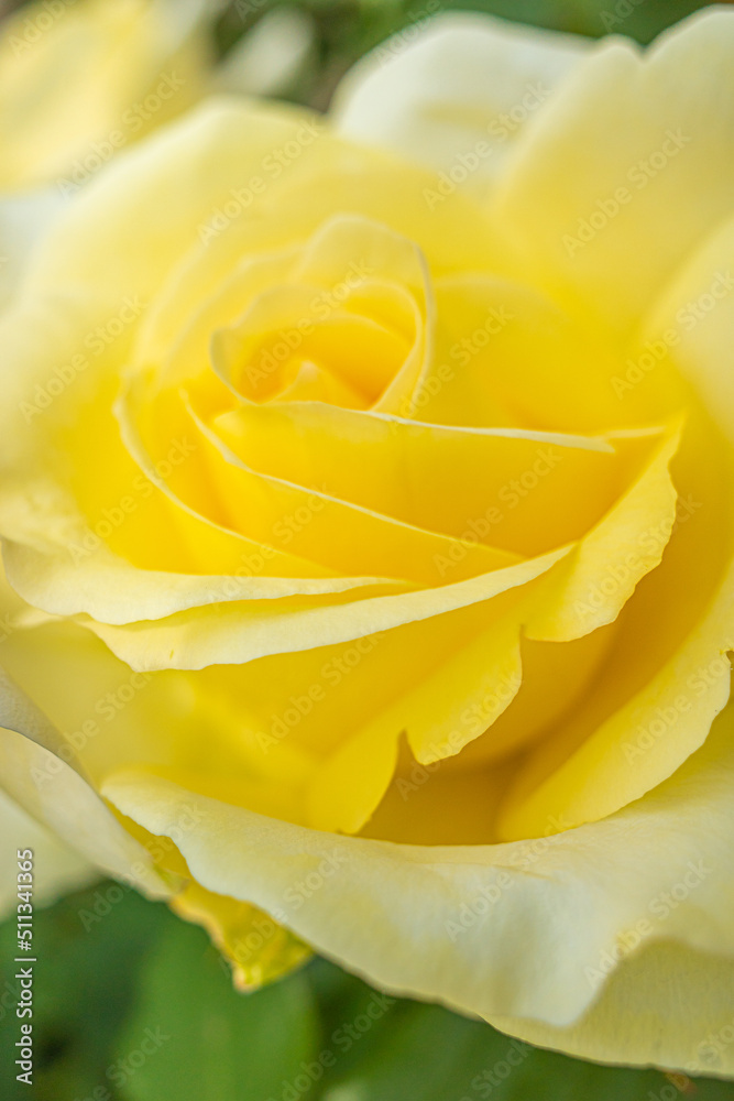 マクロ撮影した黄色い薔薇の花 マクロ撮影した黄色い薔薇の花