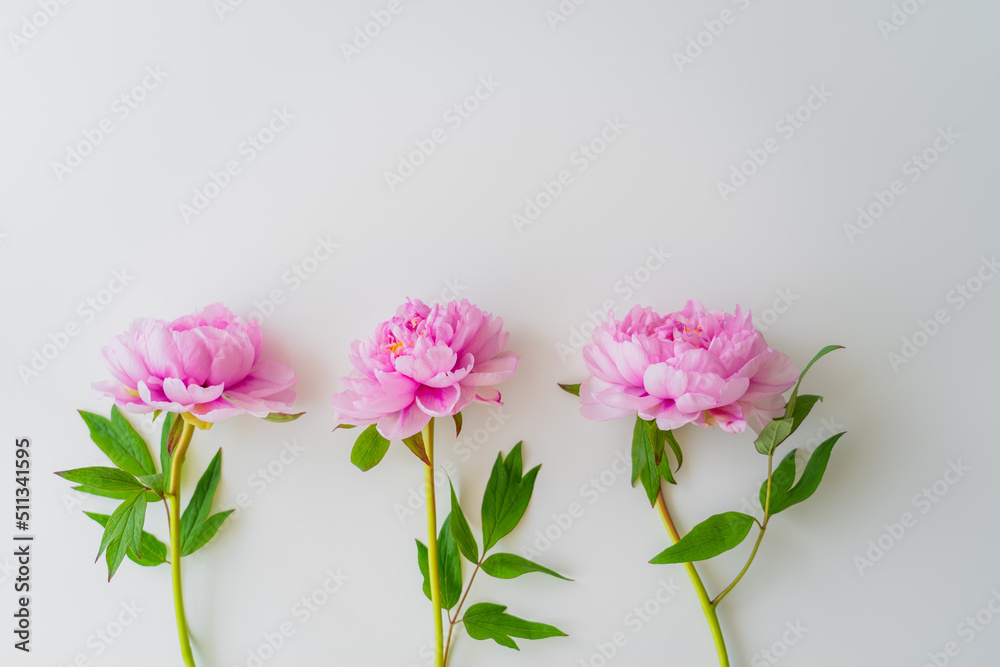 top view of pink peonies with green leaves on white background. top view of pink peonies with green leaves on white background.