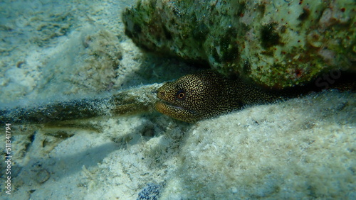 Goldentail moray, conger moray or bastard eel (Gymnothorax miliaris) undersea, Caribbean Sea, Cuba, Playa Cueva de los peces photo