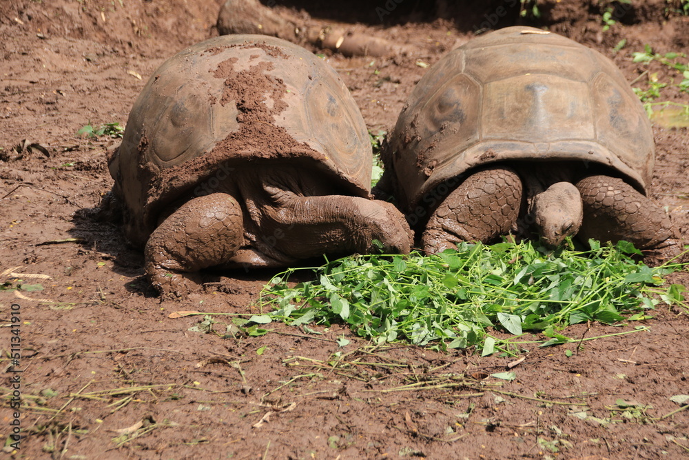 Fototapeta premium turtle on the grass