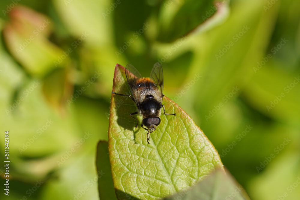 Close up male hoverfly Bumblebee Blacklet, Cheilosia illustrata. On a leaf of a northern highbush blueberry, June, Dutch garden. Close up male hoverfly Bumblebee Blacklet, Cheilosia illustrata. On a leaf of a northern highbush blueberry, June, Dutch garden.