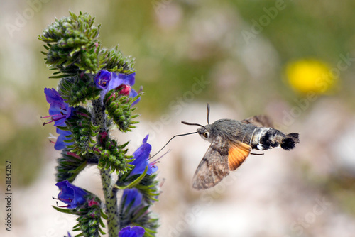 Hummingbird hawk-moth // Taubenschwänzchen (Macroglossum stellatarum)