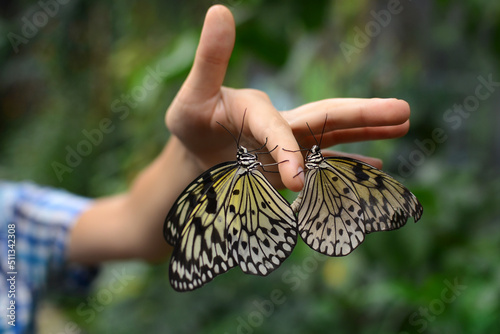 Canvas Print Two butterflies on a child's finger