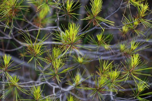 Close up of small new pine tree branches. Spring blossom background.