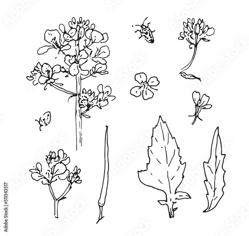 a set of drawings of rapeseed. collection of botanical illustrations of flowers, leaves and seeds and a beetle ,black isolated outline for a design template