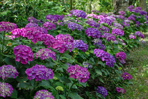 Dark purple hortensia or hydrangea macrophylla shrubs hedge in the shady garden © photohampster