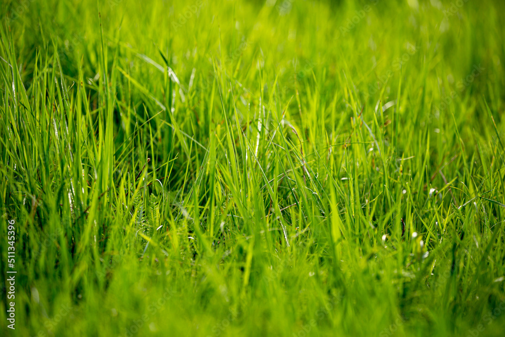 Grass green juicy and fresh texture as background Grass green juicy and fresh texture as background