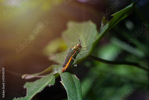 Jewel Beetle perched on a leaf in the garden with a beautiful orange light