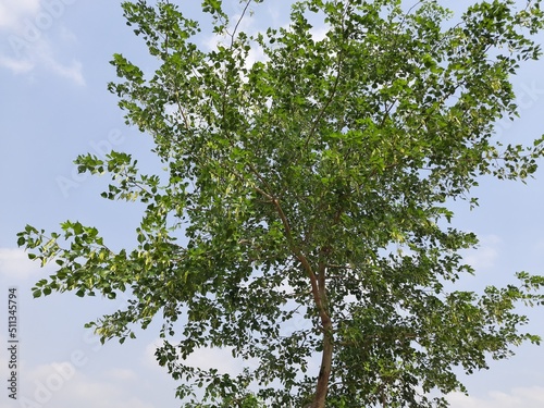 Dalbergia sissoo tree in blue sky background. This tree  known commonly as  North Indian rosewood  is a fast-growing  hardy  deciduous  rosewood  tree native to the Indian Subcontinent and Southern Iran.