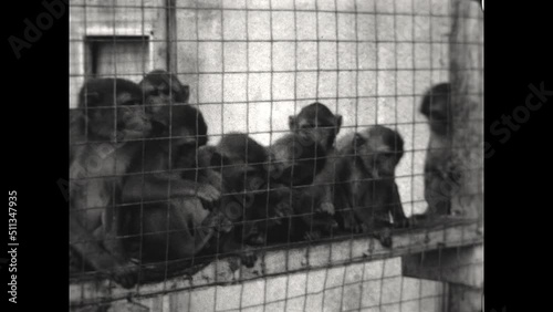 Monkey Troop 1933 - A troop of monkeys huddles together and plays in a cage in 1933.