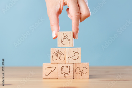 Hand arranging internal organ icons