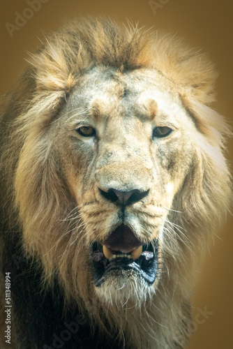 Fototapeta Naklejka Na Ścianę i Meble -  closeup portrait of a male lion with open mouth