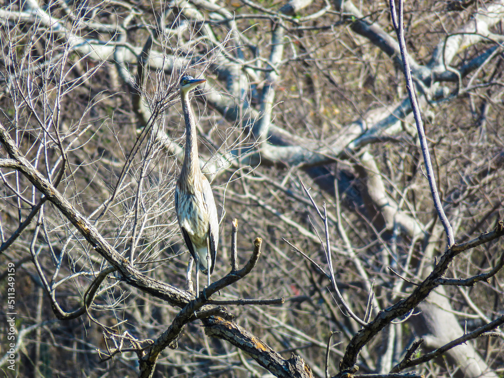Fototapeta premium blue heron