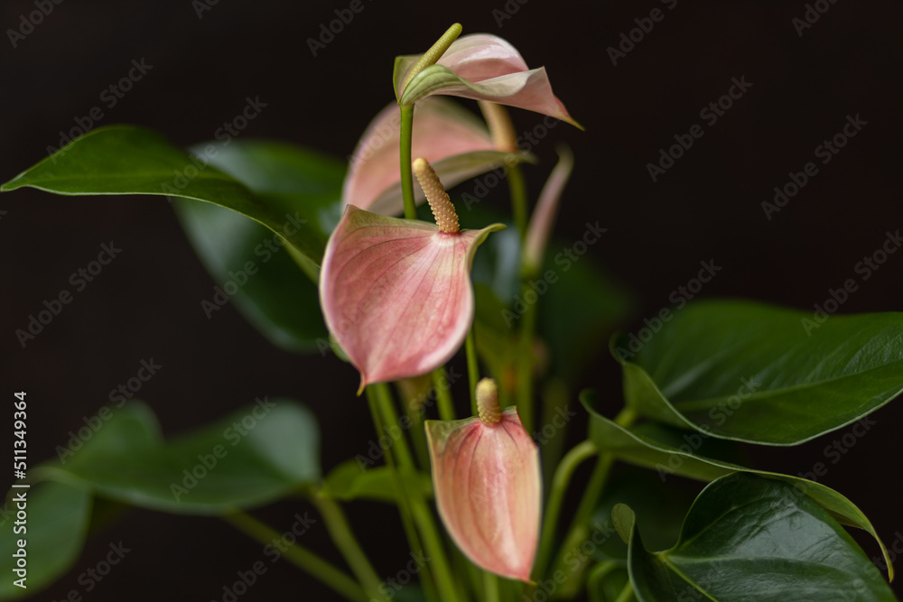 Delicate calla flower on a dark background Delicate calla flower on a dark background