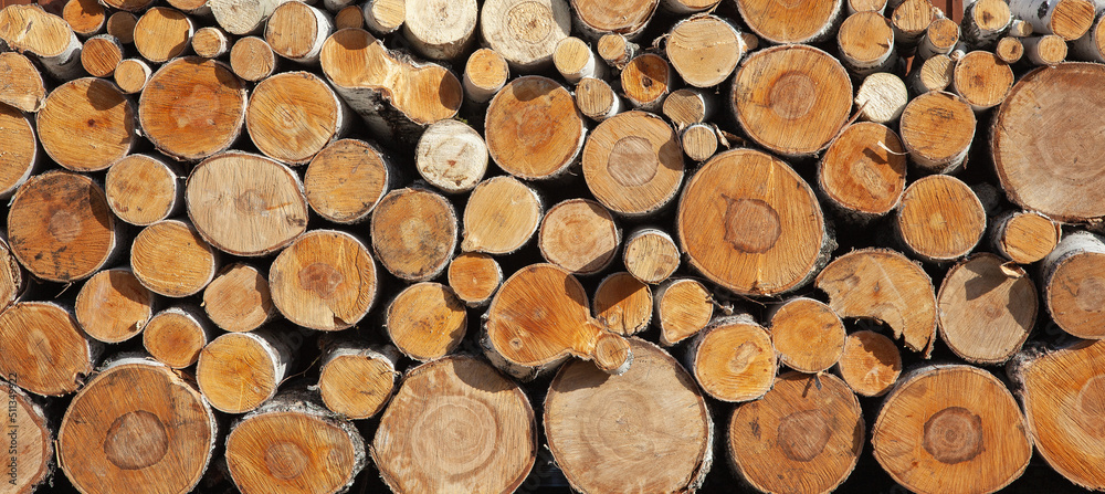 Cross section of tree stumps, banner. Wooden tree background. Wooden logs, panoramic Cross section of tree stumps, banner. Wooden tree background. Wooden logs, panoramic
