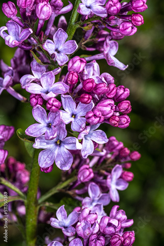 Flower of Common Lilac (Syringa vulgaris ‘Clyde Heart’) © Hanjo Hellmann