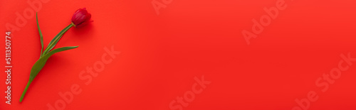 top view of natural tulip with green leaves on red background with copy space, banner.