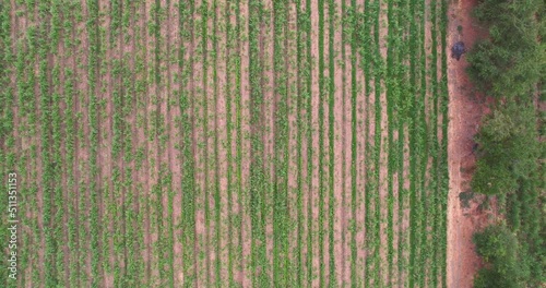 Rural landscape with plots planted with sugar cane fields
