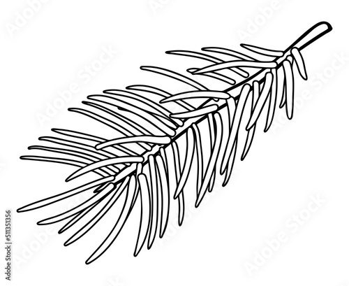 Fir branch - design element in pencil drawing style