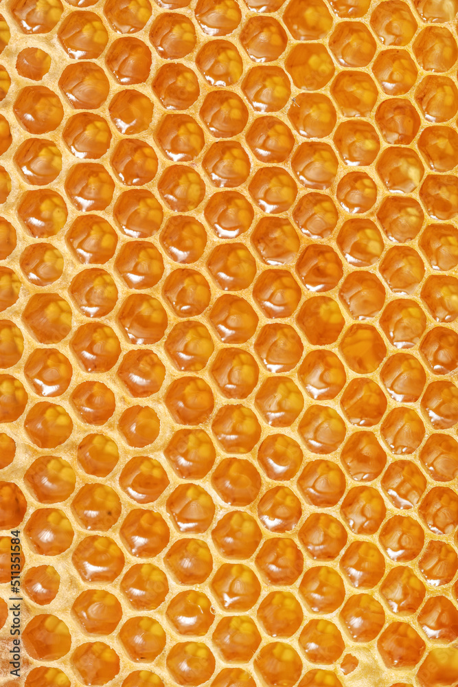 Part of a honeycomb wax with honey