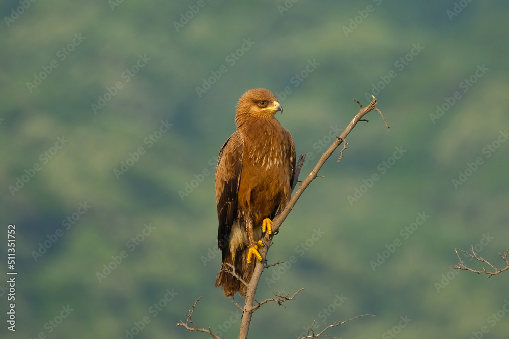 Fototapeta premium küçük orman kartalı, Lesser Spotted Eagle, eagle, ornito, kuş 