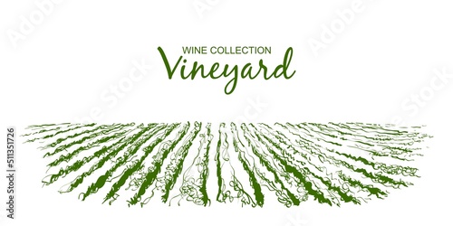 Vector Vine plantation hills landscape. Drawing of rows of vineyards with wine stains. line sketch illustration