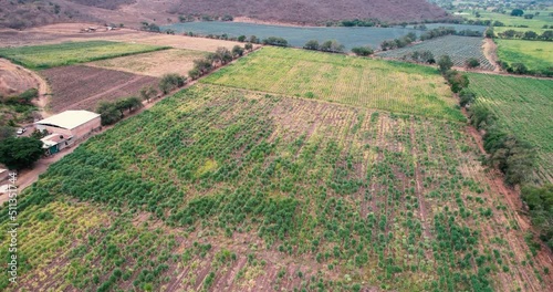 Rural landscape with plots planted with sugar cane fields