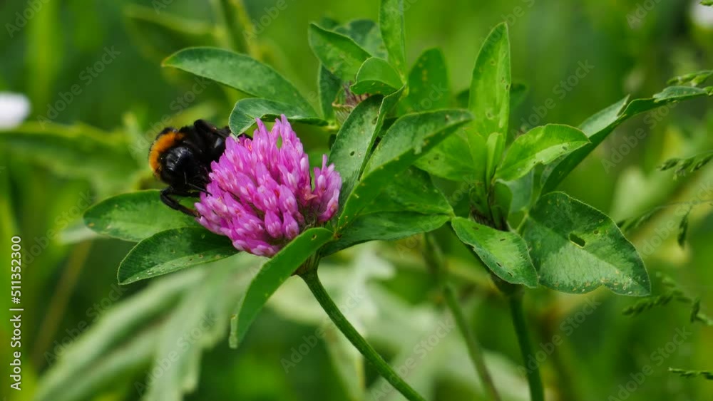 A bumblebee eats nectar on a clover flower and flies away. A bumblebee eats nectar on a clover flower and flies away.