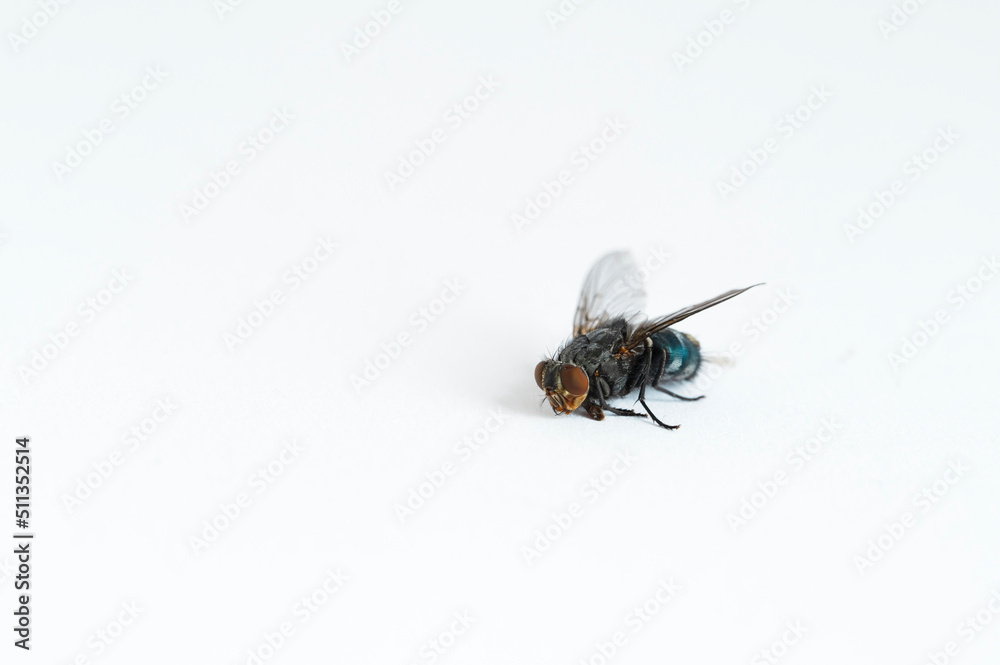 The domestic spit fly (Calliphora vomitoria) is a species of insect in the family Calliphoridae. Strongly pubescent on the back part. Belly blue, metallic shiny - damaged eye and slit back The domestic spit fly (Calliphora vomitoria) is a species of insect in the family Calliphoridae. Strongly pubescent on the back part. Belly blue, metallic shiny - damaged eye and slit back