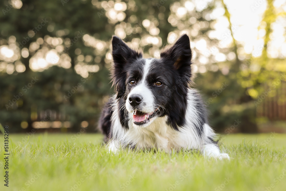 Smiling Border Collie Lies Down on Green Lawn. Happy Black and White Dog in the Garden Grass during Summer.