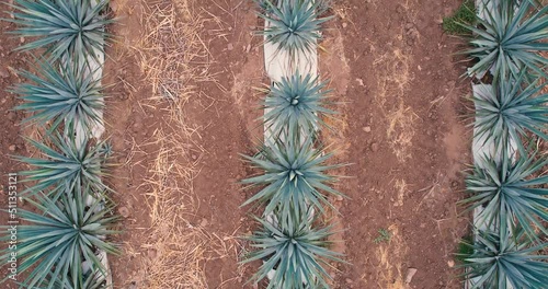 Blue agave plantation in the field to make tequila aerial view