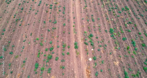 Rural landscape with plots planted with sugar cane fields
