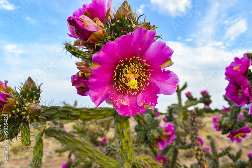 Cactus Flower Pink 