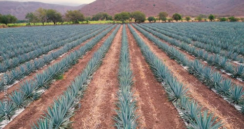 Blue agave plantation in the field to make tequila aerial view