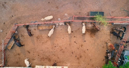 Aerial view of cow-calf farm rural life