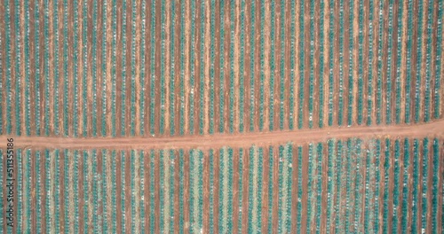 Blue agave plantation in the field to make tequila aerial view