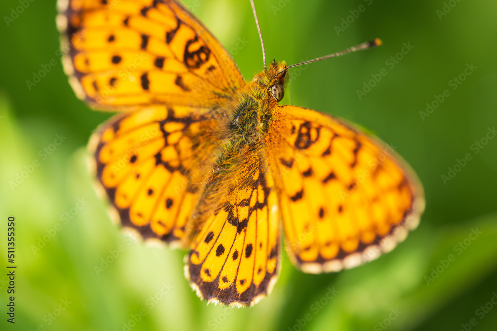 Fototapeta premium Dark green fritillary, argynnis aglaja butterfly insect sitting on grass stem. Animal background
