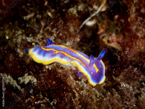 Felimida britoi, is a sea slug, a species of dorid nudibranch. It is a marine gastropod mollusc.
