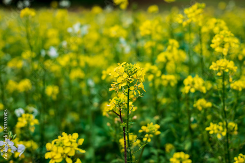 view of a rapeseed field. focus on a rapeseed flower. agriculture fields to make oil