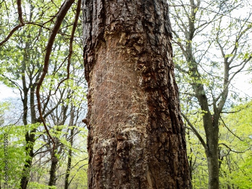 Bear claw marks in the Dolomites, Italy.