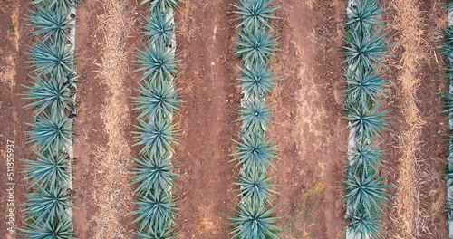 Blue agave plantation in the field to make tequila aerial view